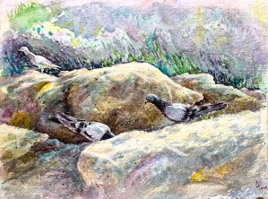A watercolor painting depicting two pigeons on rocky terrain with greenery in the background.